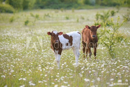 Bild på Two calves on a green chamomile meadow